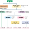 【小学生の理科入門（植物④）】植物の分類と被子植物、裸子植物の花のつくり