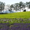 八紘学園の花菖蒲園、近隣の人にとっては行く価値あり！