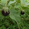 菊芋栽培は危険かもしれない