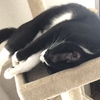 【お昼寝】キャットタワーの上で寝ている猫はこちらです...