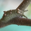 春型幼虫、今が見頃－アカボシゴマダラ