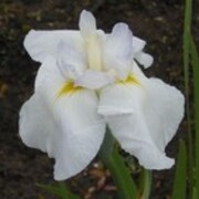 菖蒲 俳句編 天野 翔のうた日記 菖蒲 俳句編 天野 翔のうた日記