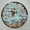 今日の多肉事…　植え替えしよう！