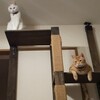 近況と言い訳。