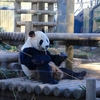 上野動物園のジャイアントパンダについて
