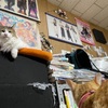 ねこですから　蕗の薹（ふきのとう）