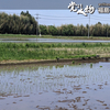 田植え