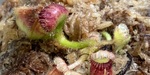 セファロタス成長記録=2026/9月5日 #食虫植物 #icos #BGM #ボカロ #初音ミク