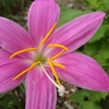 浜ちゃん日記　　梅雨の合間の生き生きとした草花