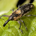 Treebark Termite and Pest Control Laguna Beach