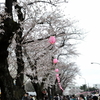 熊谷基地　の　桜まつり　で　ブルーインパルスを見た！