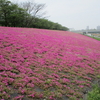 荒川CR-入間川CR-ひまわり食堂