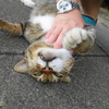 8月後半の #ねこ #cat #猫 その3