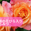 「ぎふワールド・ローズガーデン 」のお土産はやっぱりこれ！ 薔薇の花びら入りはちみつ