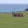 下北半島へ