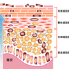 お肌に要らない角質はない
