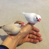 我が家の文鳥