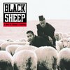 【今日の一曲】Black Sheep - The Choice Is Yours