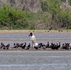  ベリーズ　クルックドツリー野生生物保護区の水鳥たち