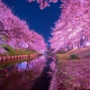 桜旅 奈良編