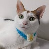 にょろり様　クリーマ