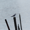 手賀沼公園のクロハラアジサシ