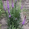 麒麟菊20240710