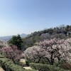 中山寺観音公園の梅は満開でした。