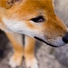 ツインソウル   ー男性の心の内側ー