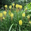 我が家の花たち・７月中旬①