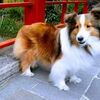 癒しの シェルティ ふわふわモフモフが魅力の犬