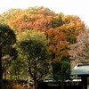 黄葉の里山―新林公園