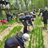 森のお遊び会　5月　よもぎだんご作り　麦畑苺畑手入れ　スズメバチキャッチャー設置