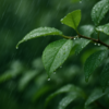 部屋と雨とわたし