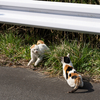 東北東部北離島のねこさん