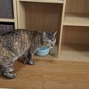 ねこの水飲み器