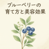 家庭菜園で楽しめる❣️ブルーベリーの育て方と美容効果まとめ✨