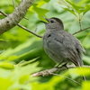 初夏のニューヨーク地区で出会った鳥達② 〜中大型鳥編〜