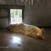 東山動物園