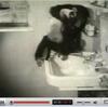 散髪屋チンパ　猫洗い中　の動画