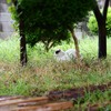 雨を避けて