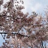 桜、咲いてます。