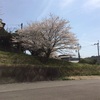 散る桜の話