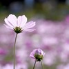 突き刺さる言葉をどう糧にするか｜兄の一言から決意した独り立ちの第一歩