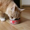 Can My Pet Cat Eat Pet Dog Food?