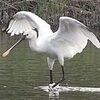 珍鳥・ヘラサギ飛来　米子水鳥公園