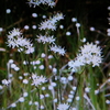 11月7日誕生日の花と花言葉歌句