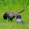 2023.9.23　河川敷　鳥見でウロウロ.....10選