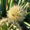 花が咲ききって薹(とう)が立ったネギは美味しく食べられるのか