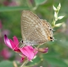 浜離宮・秋の花見ｄｅ虫見②